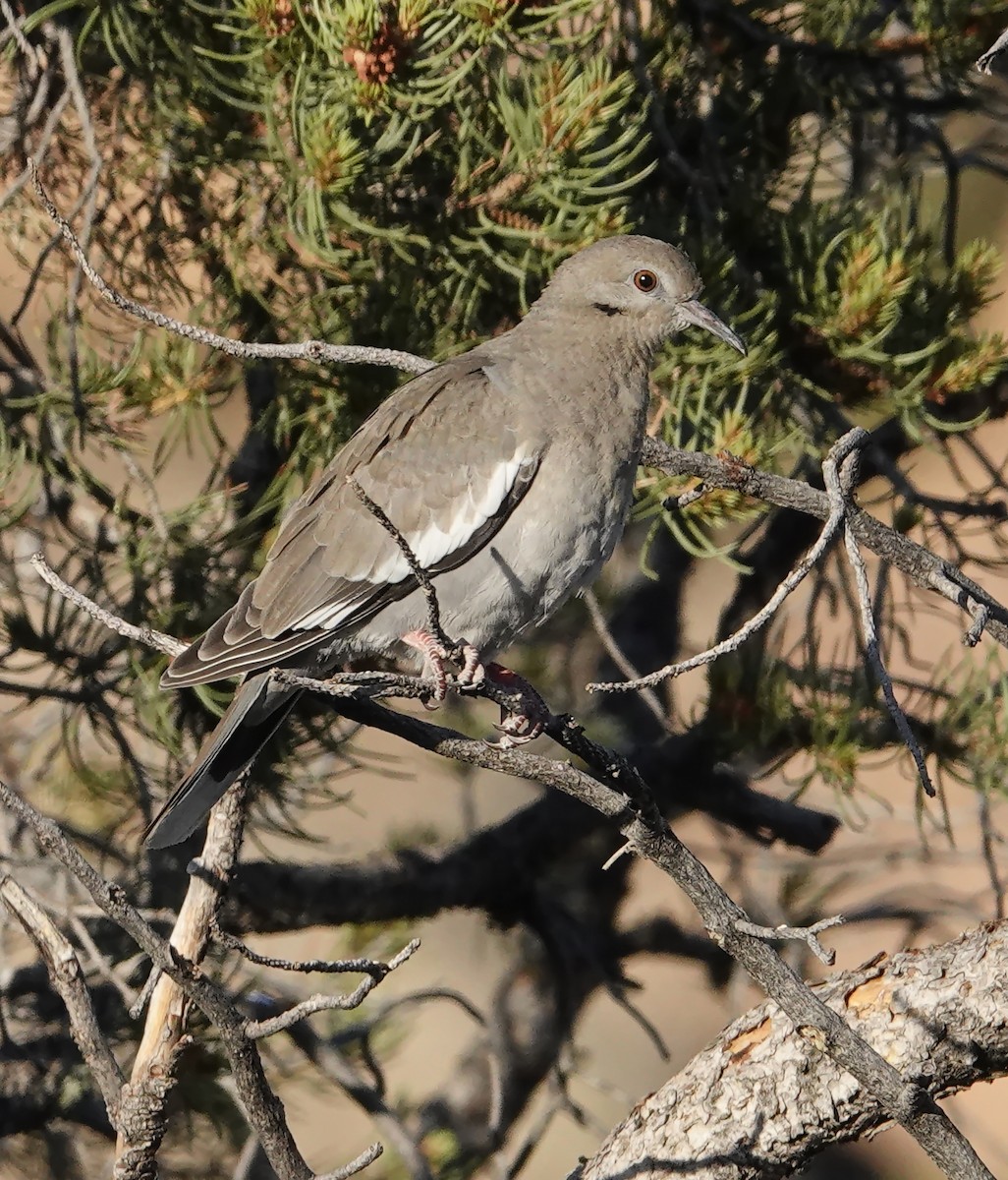 White-winged Dove - ML596127231