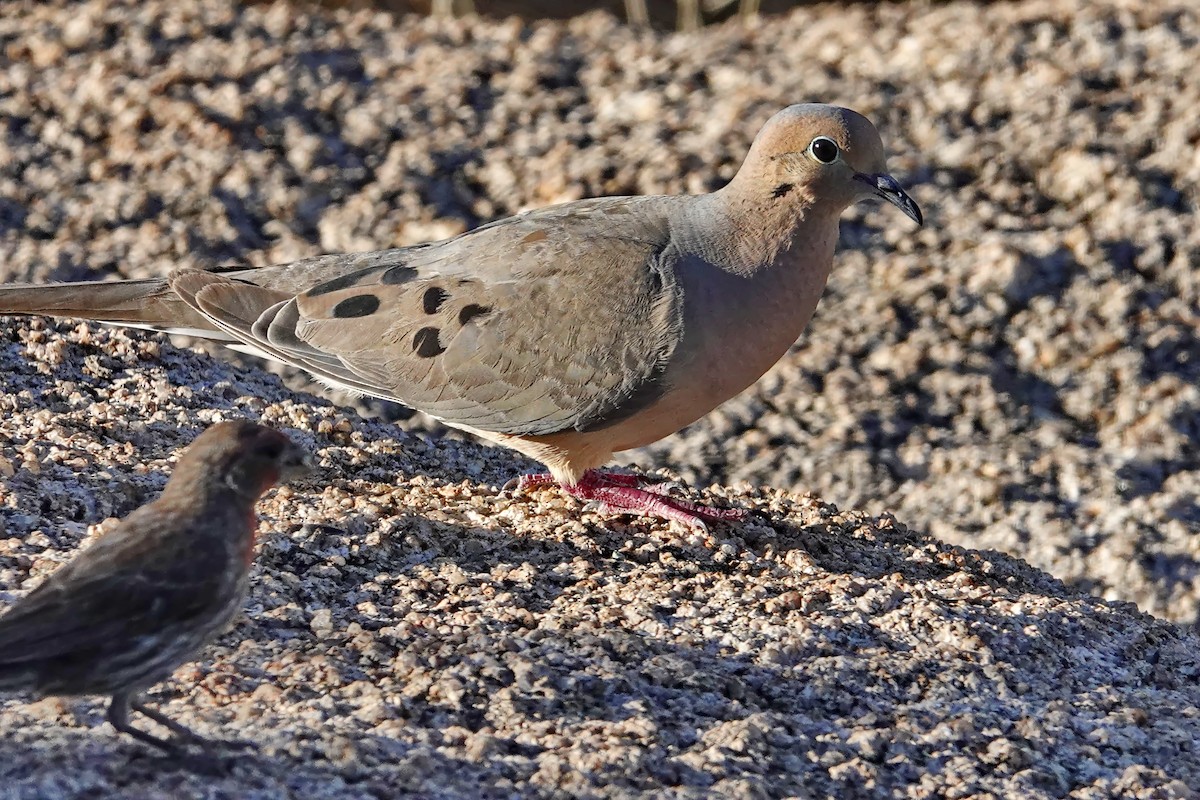 Mourning Dove - ML596127301