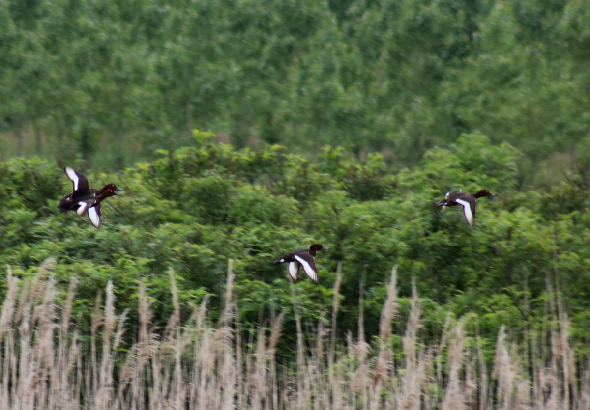 Ferruginous Duck - ML596127351