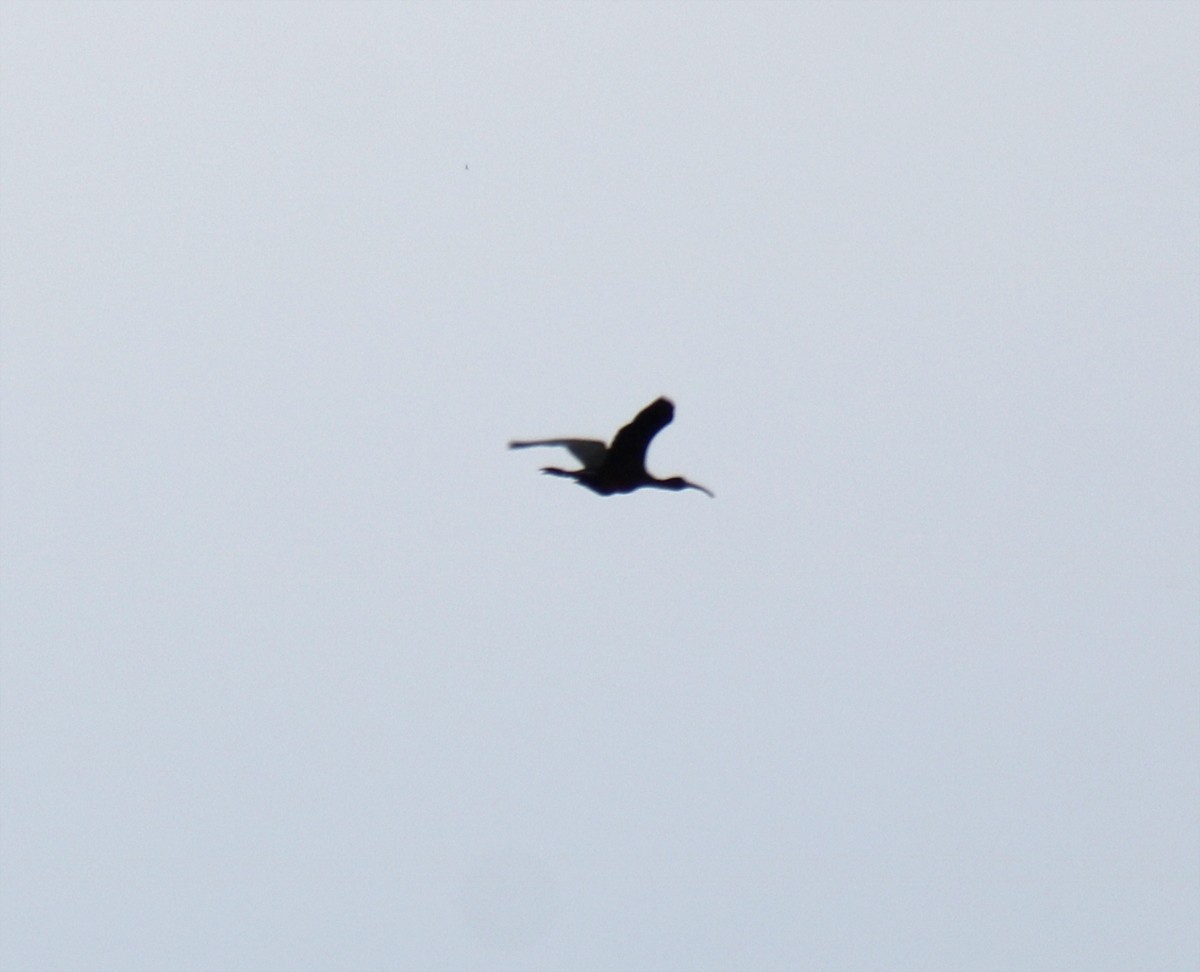 Glossy Ibis - ML596127391