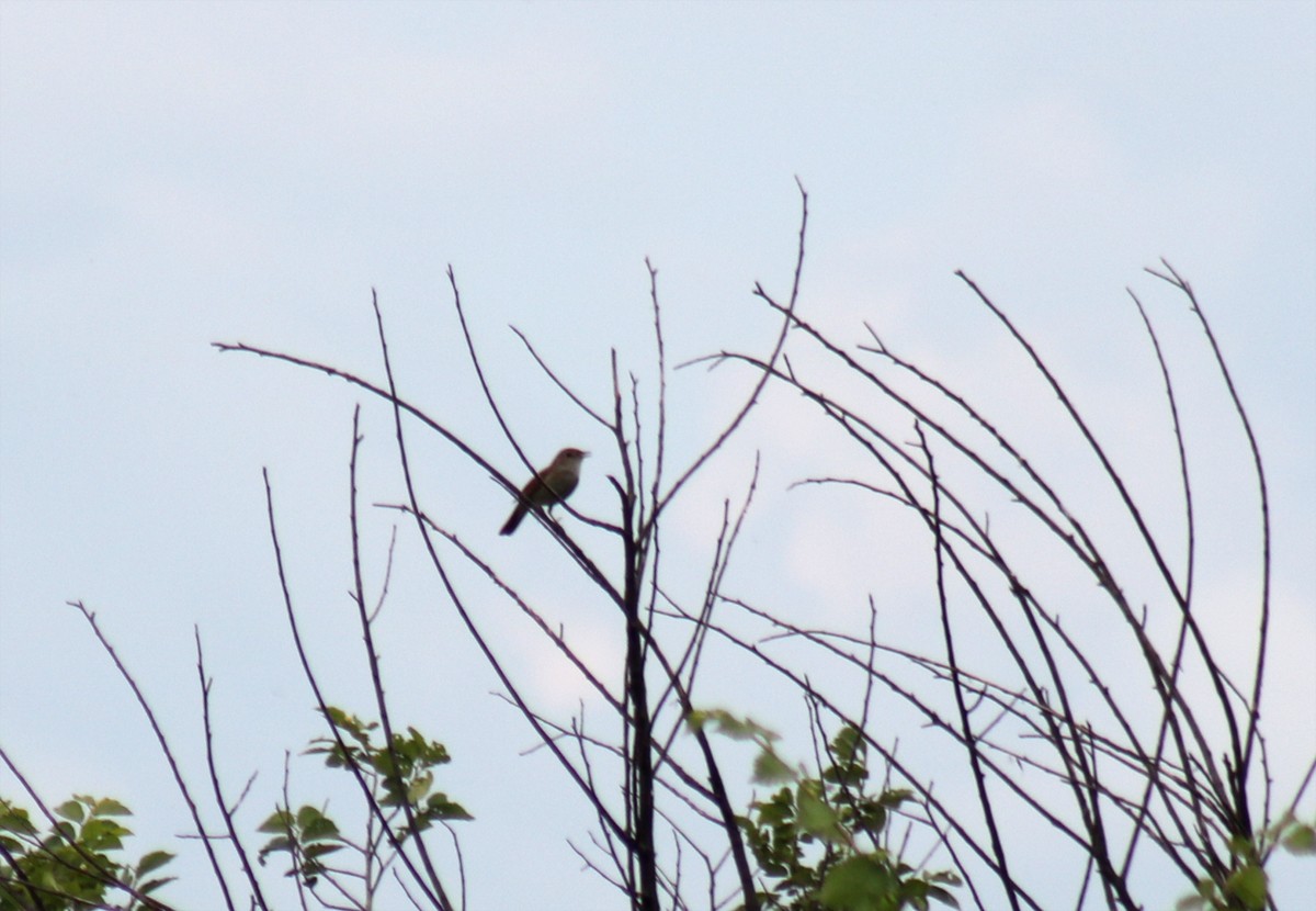 Common Nightingale - ML596127421