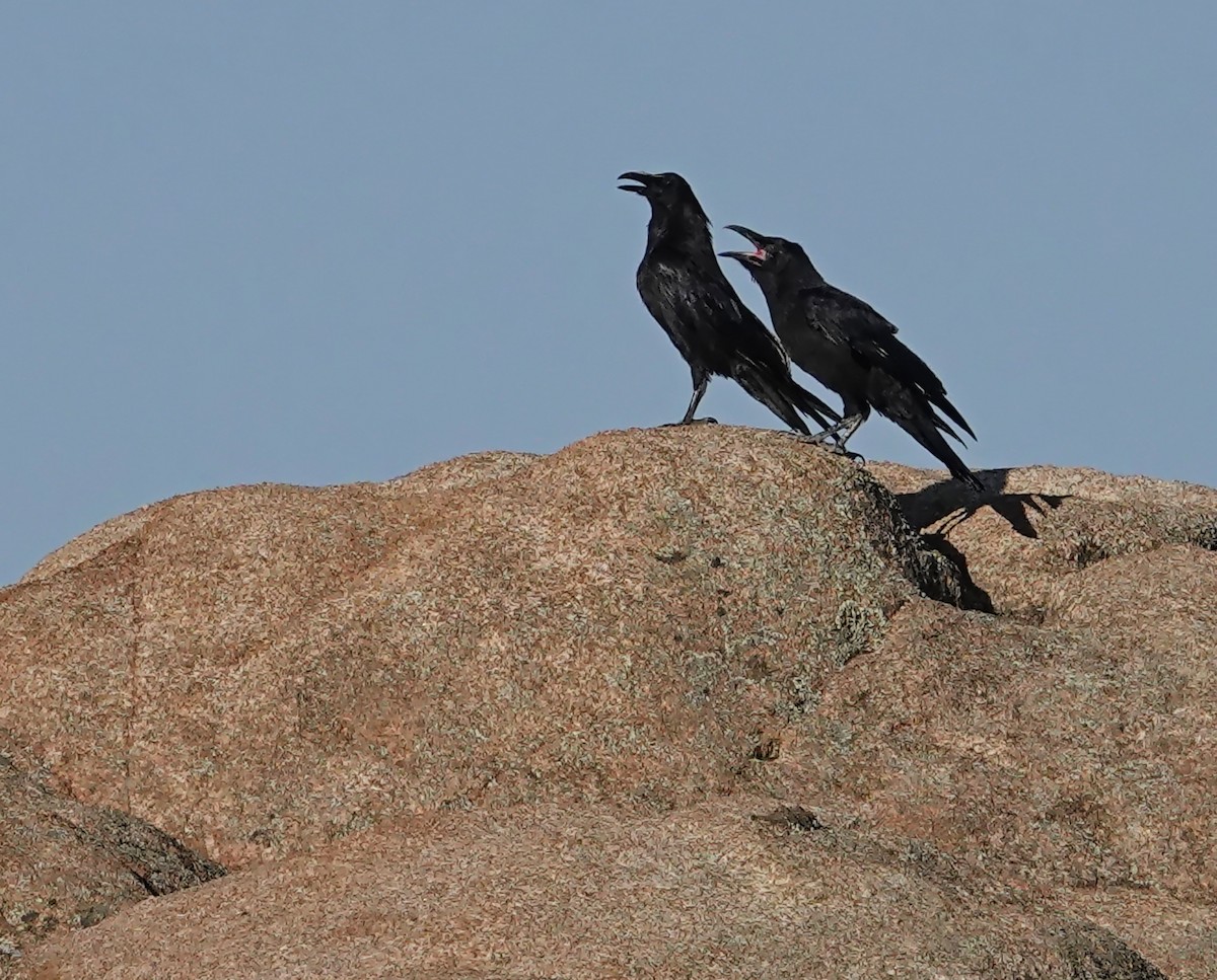 Common Raven - ML596127471