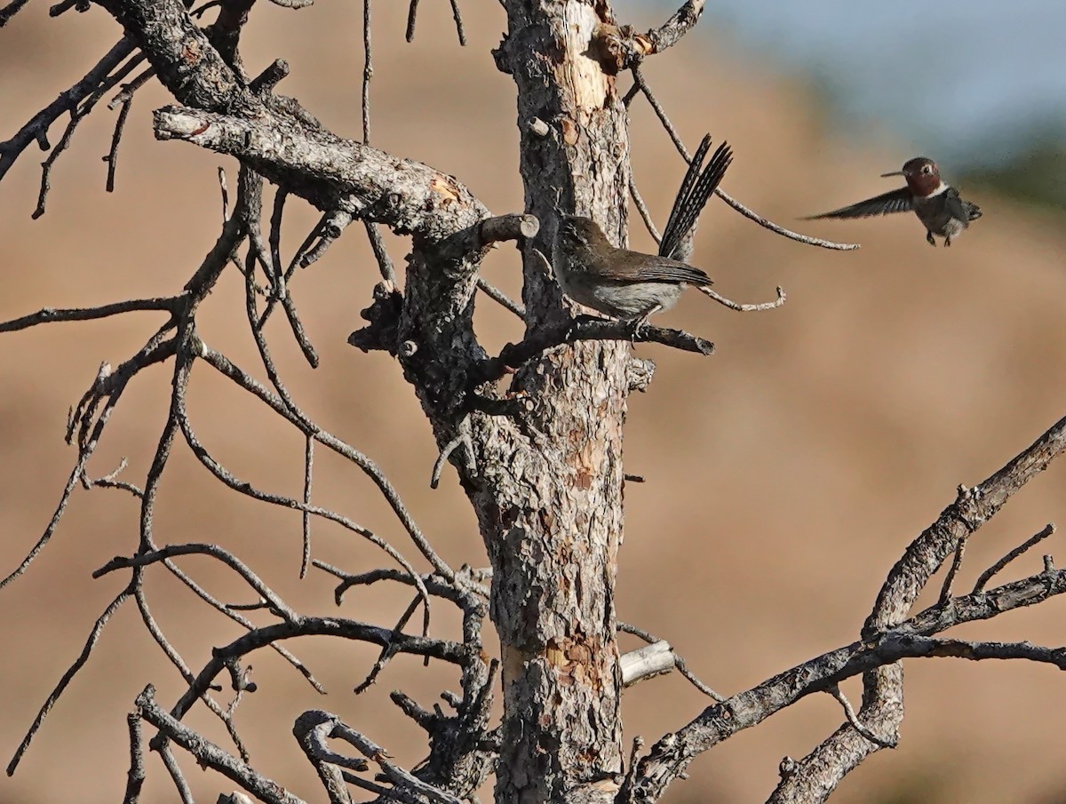 Bewick's Wren - ML596127561