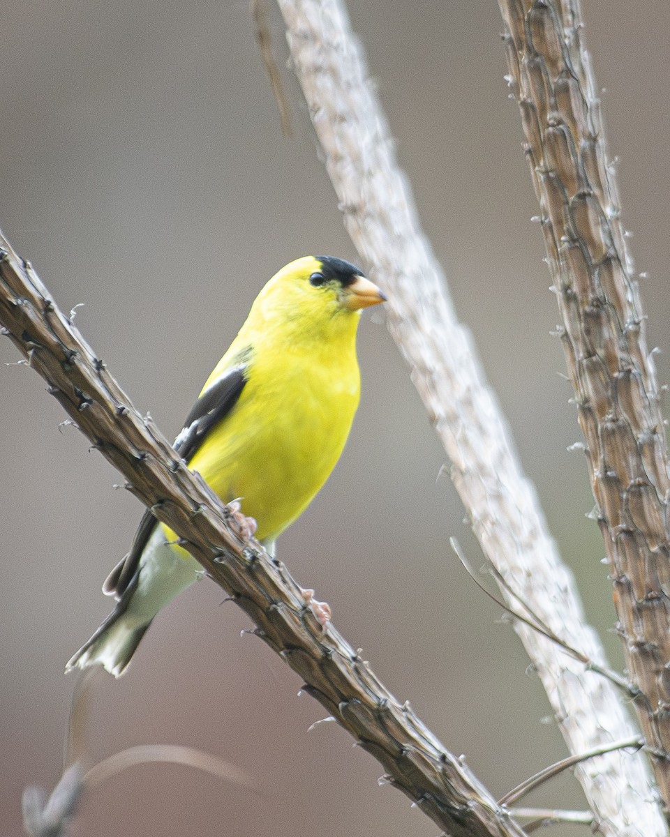 American Goldfinch - ML596128211