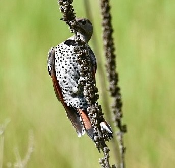 Northern Flicker (Red-shafted) - ML596128481