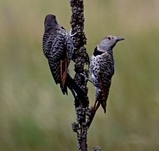 Northern Flicker (Red-shafted) - ML596128491