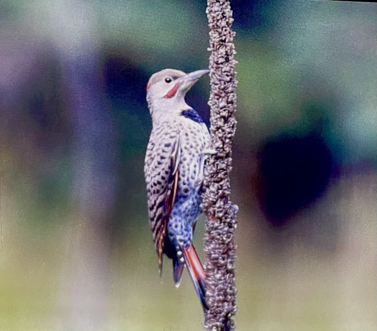 Northern Flicker (Red-shafted) - Dean Silvers