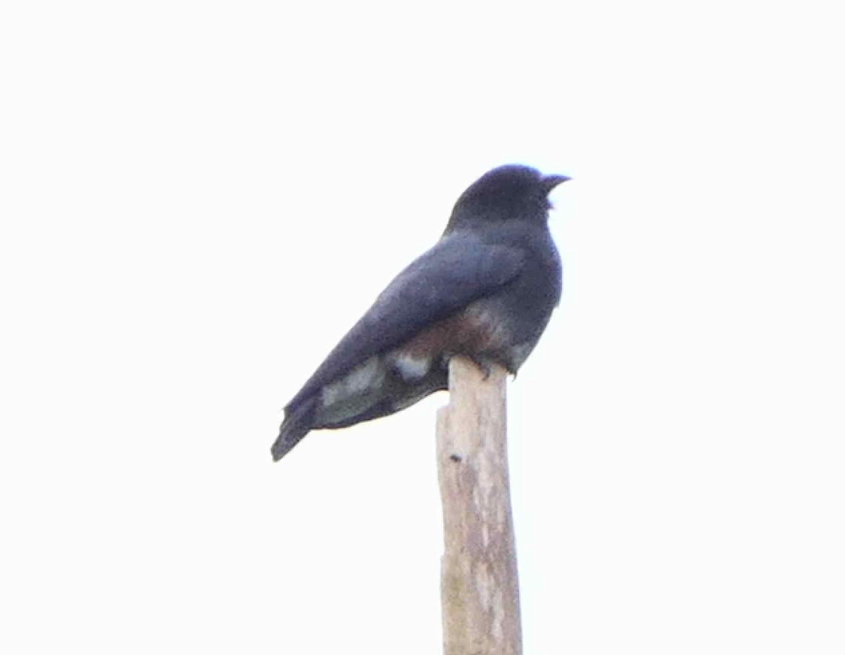 Swallow-winged Puffbird - ML596128641