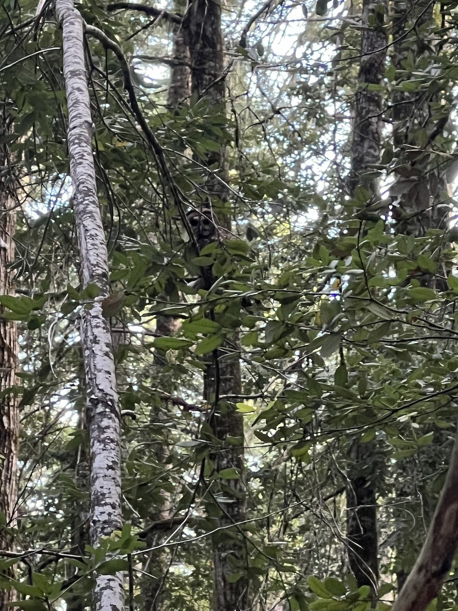 Spotted Owl (Northern) - ML596128841