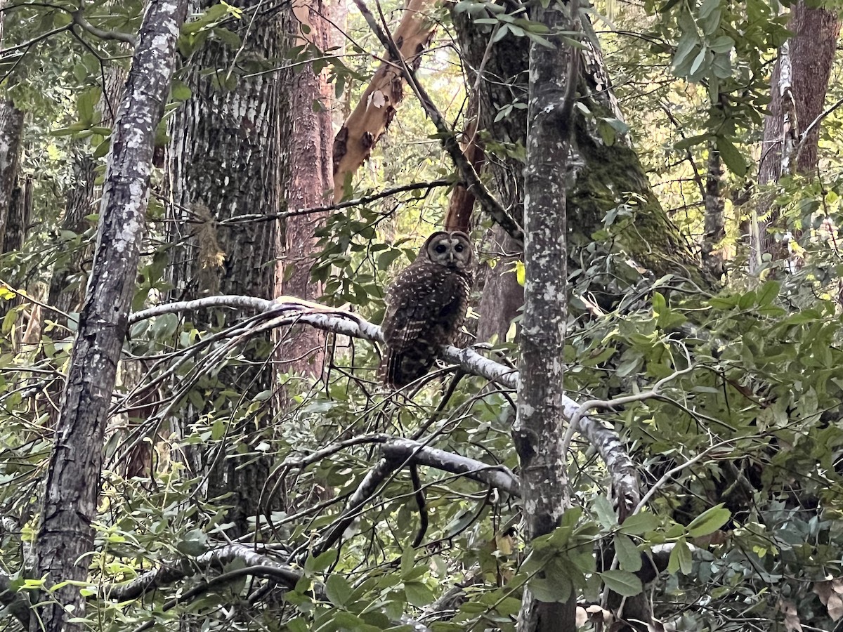 Spotted Owl (Northern) - ML596128851