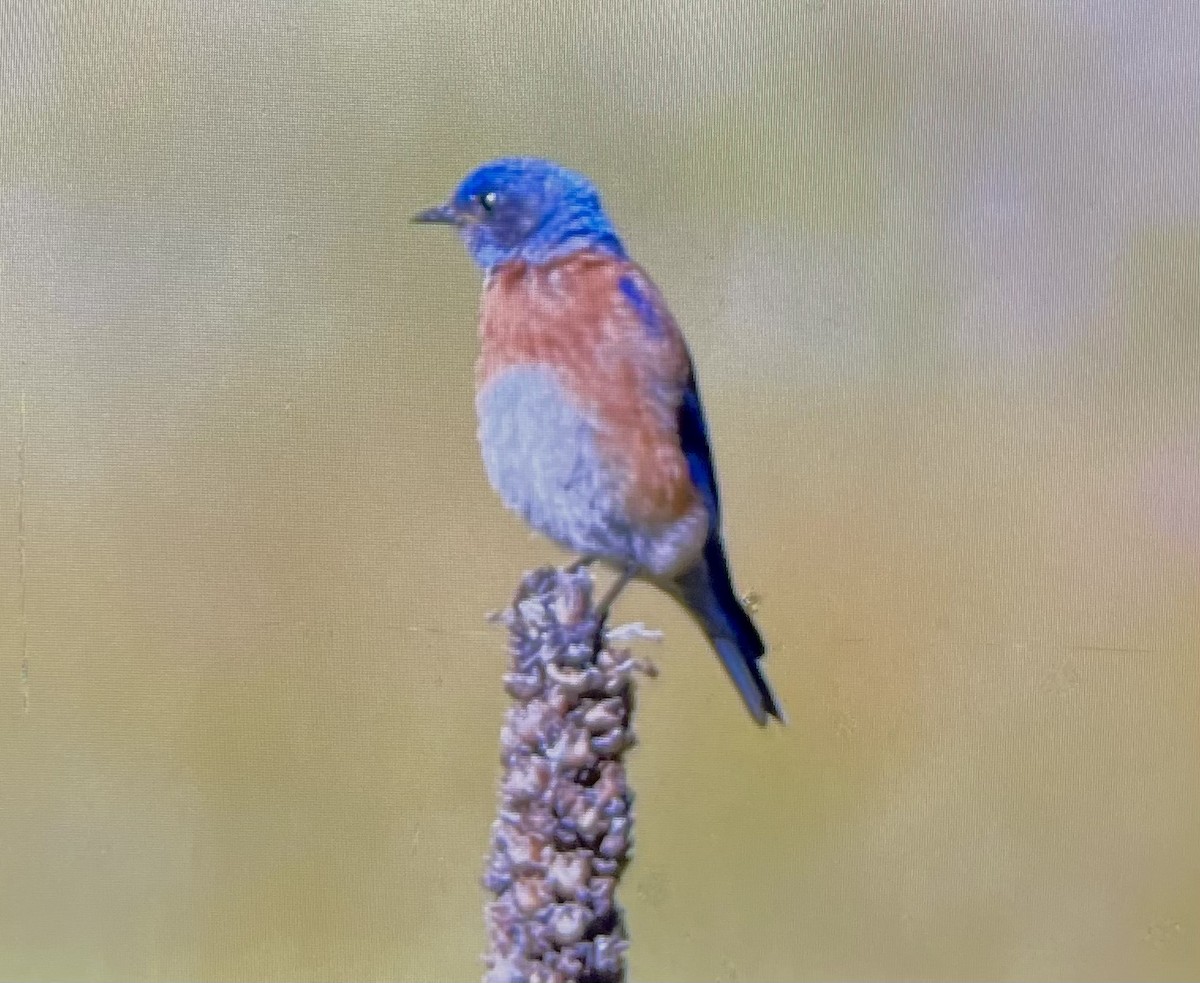 Western Bluebird - Dean Silvers