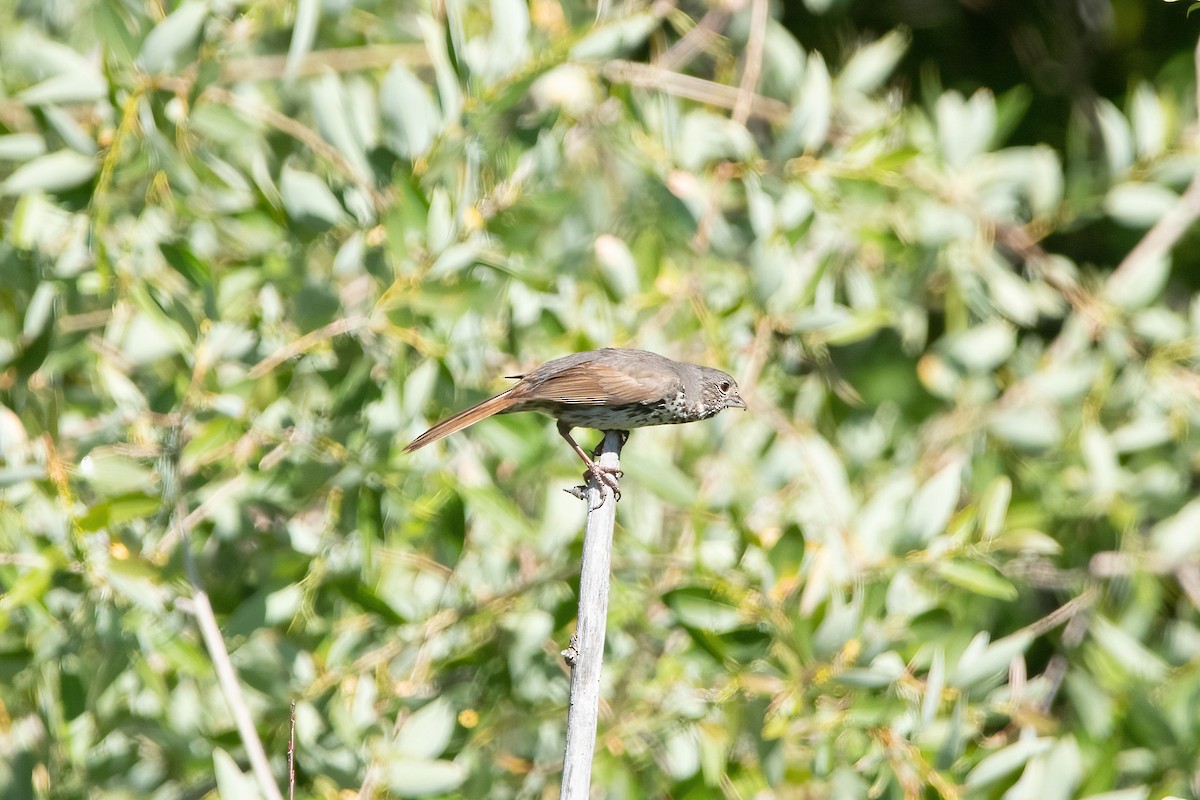 Fox Sparrow - ML596128961