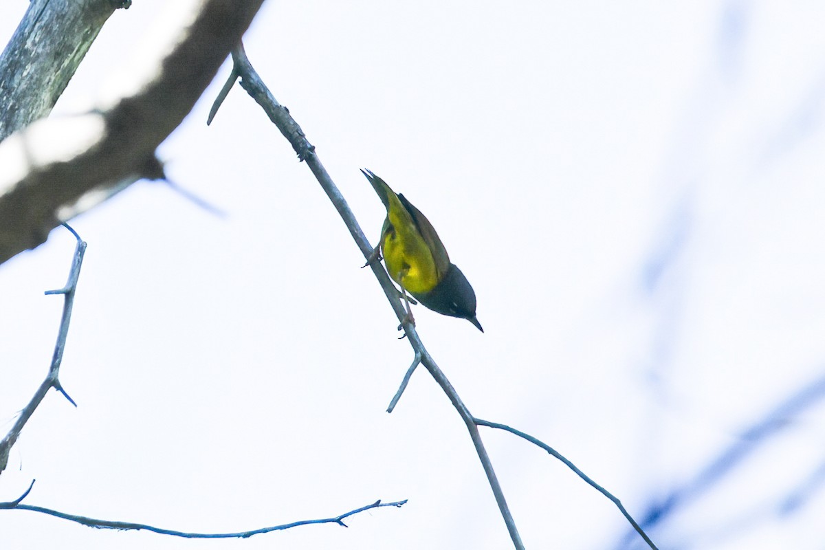 MacGillivray's Warbler - ML596129011