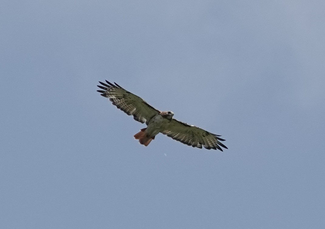Red-tailed Hawk - ML596129121