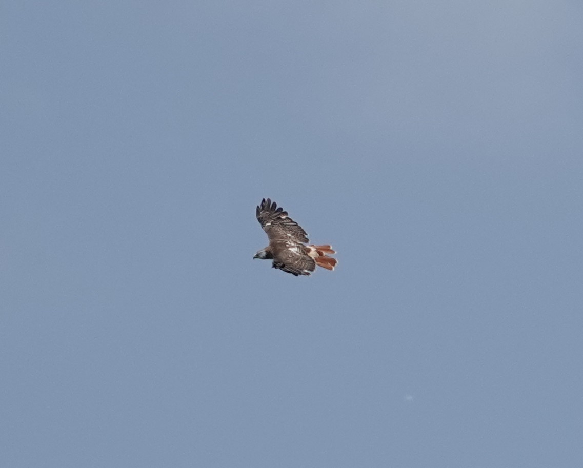 Red-tailed Hawk - ML596129131