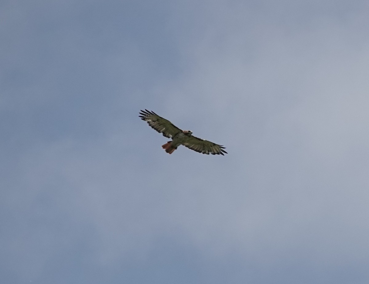 Red-tailed Hawk - ML596129141