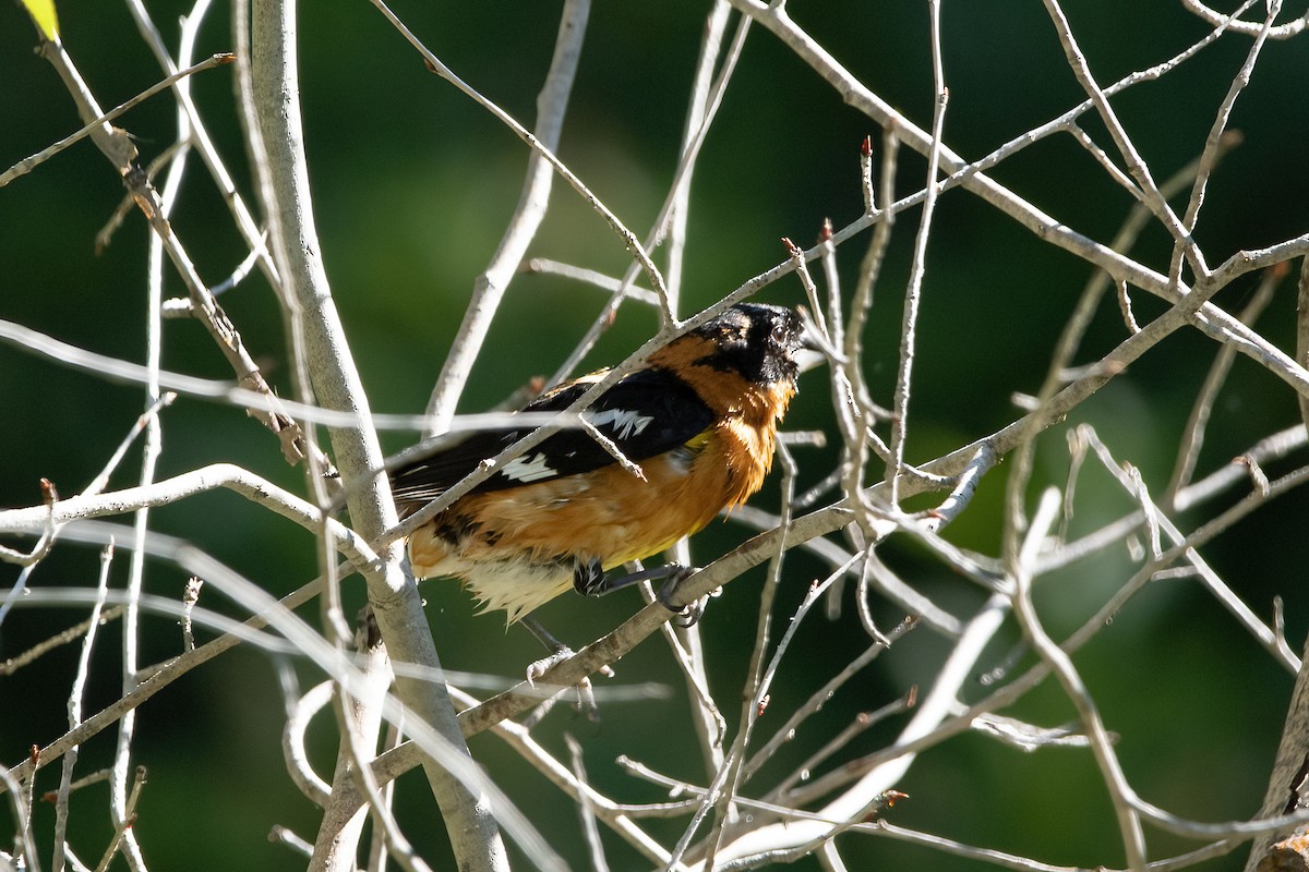 Black-headed Grosbeak - ML596129191