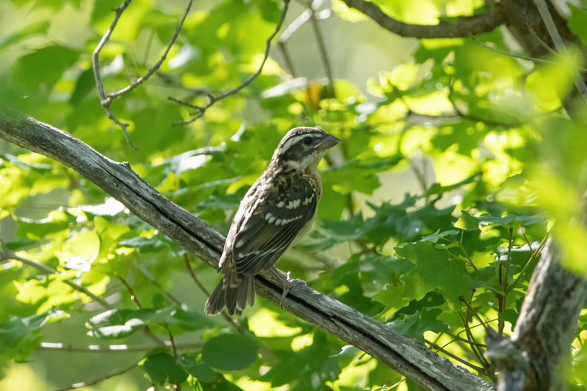 Black-headed Grosbeak - ML596129231