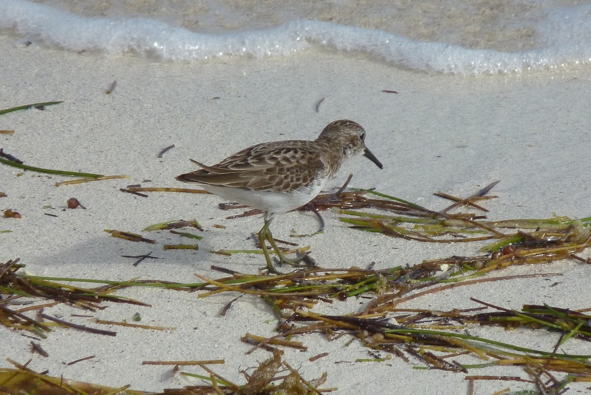 Least Sandpiper - Kim Mogensen