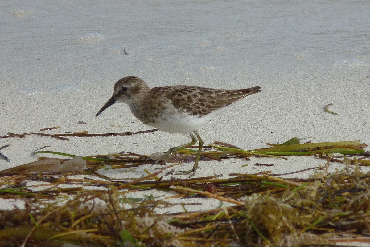 pygmésnipe - ML596129341