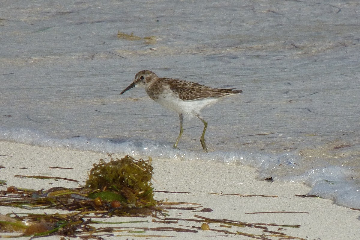 Least Sandpiper - ML596129371