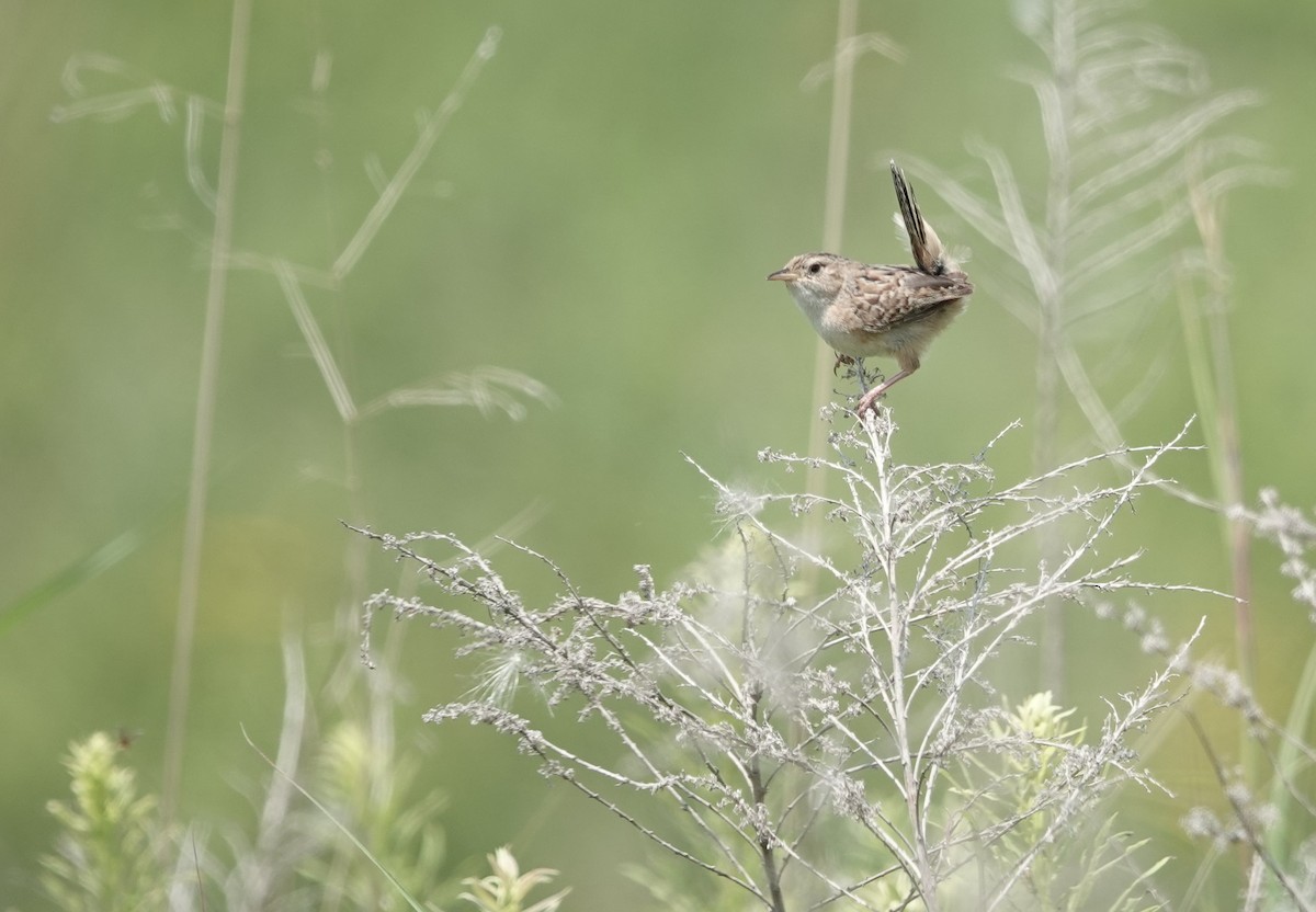Sedge Wren - ML596129501