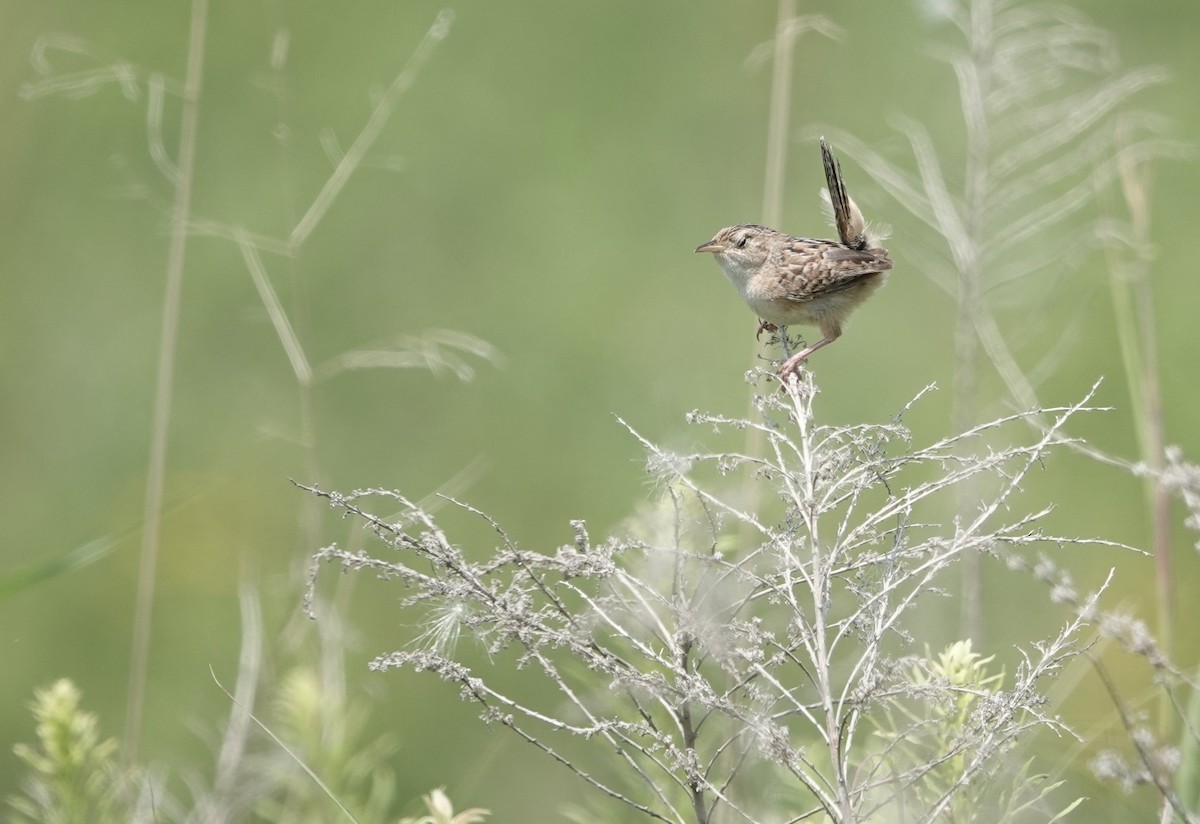 Sedge Wren - ML596129511