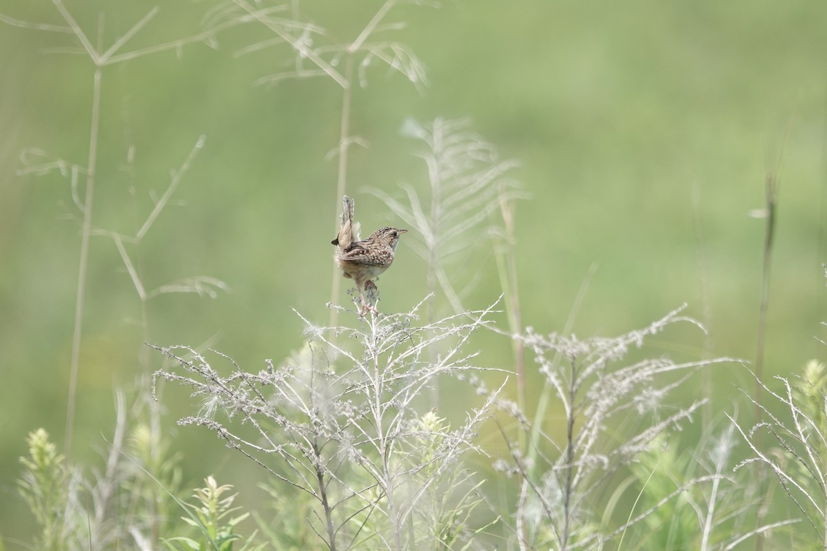 Sedge Wren - ML596129541