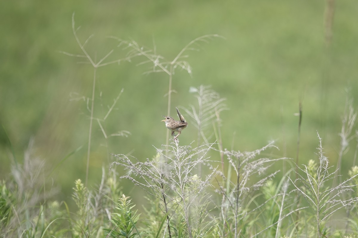 Sedge Wren - ML596129551