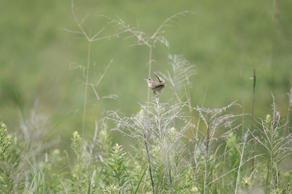 Sedge Wren - ML596129561