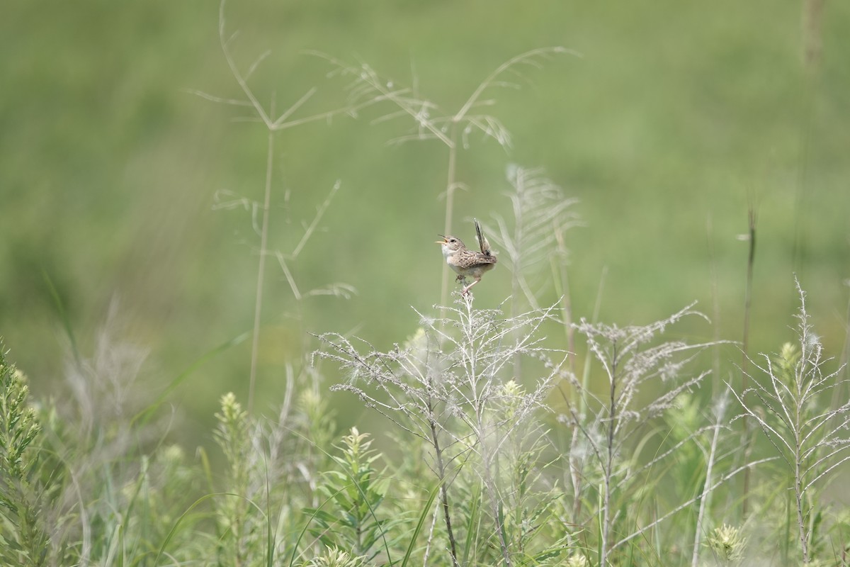 Sedge Wren - ML596129581
