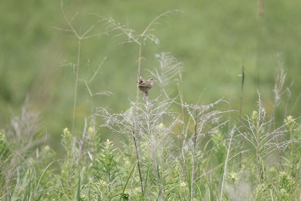 Sedge Wren - ML596129591