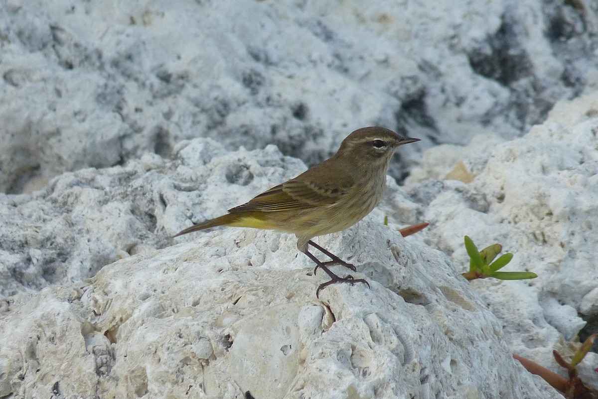 Palm Warbler - ML596129671