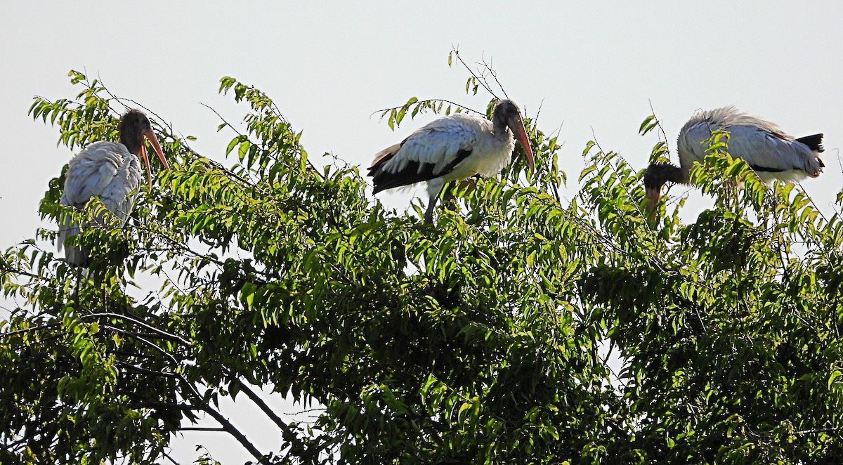 Wood Stork - ML596130141