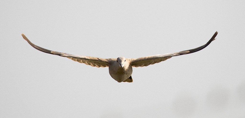 Eurasian Collared-Dove - ML596130181