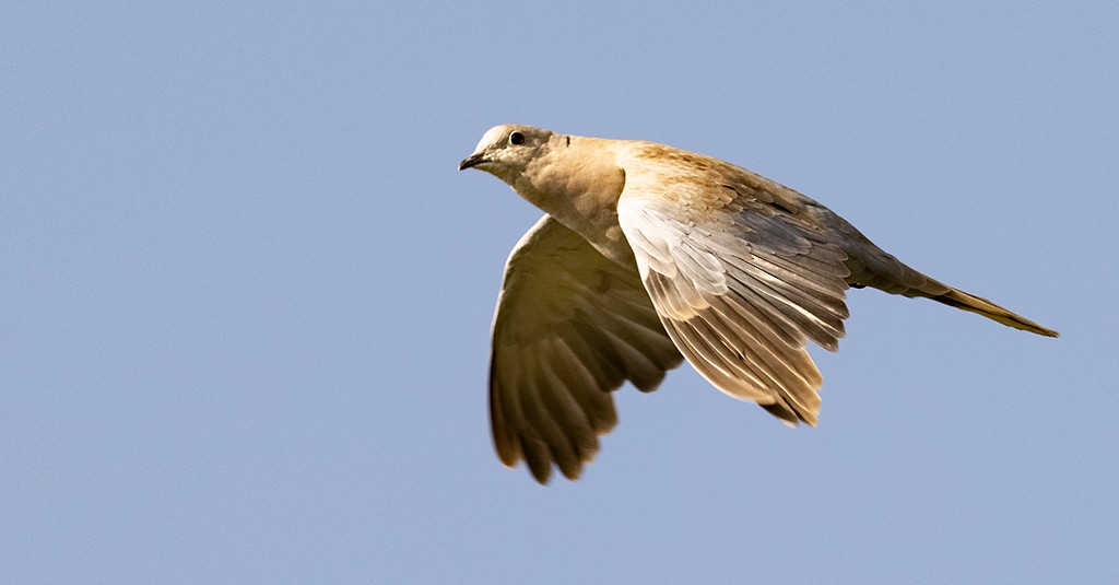 Eurasian Collared-Dove - ML596130191