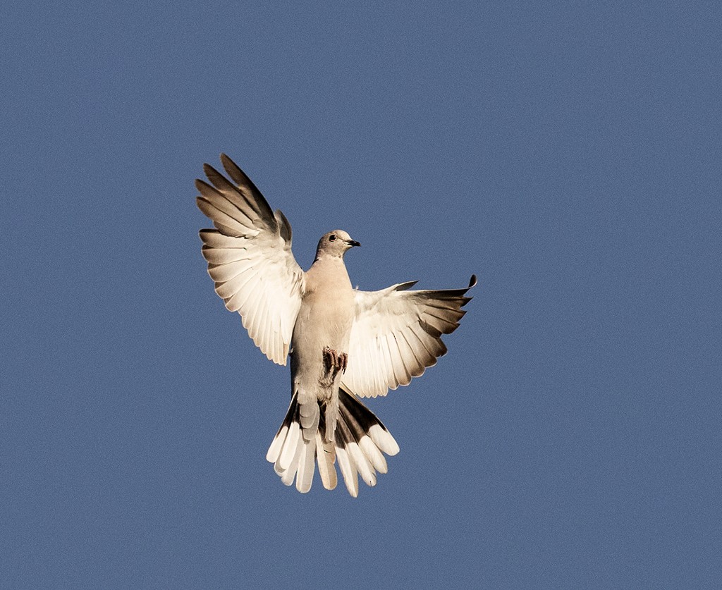 Eurasian Collared-Dove - ML596130201