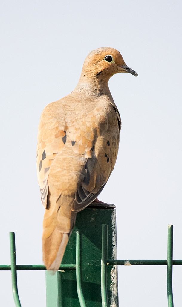 Mourning Dove - ML596130301