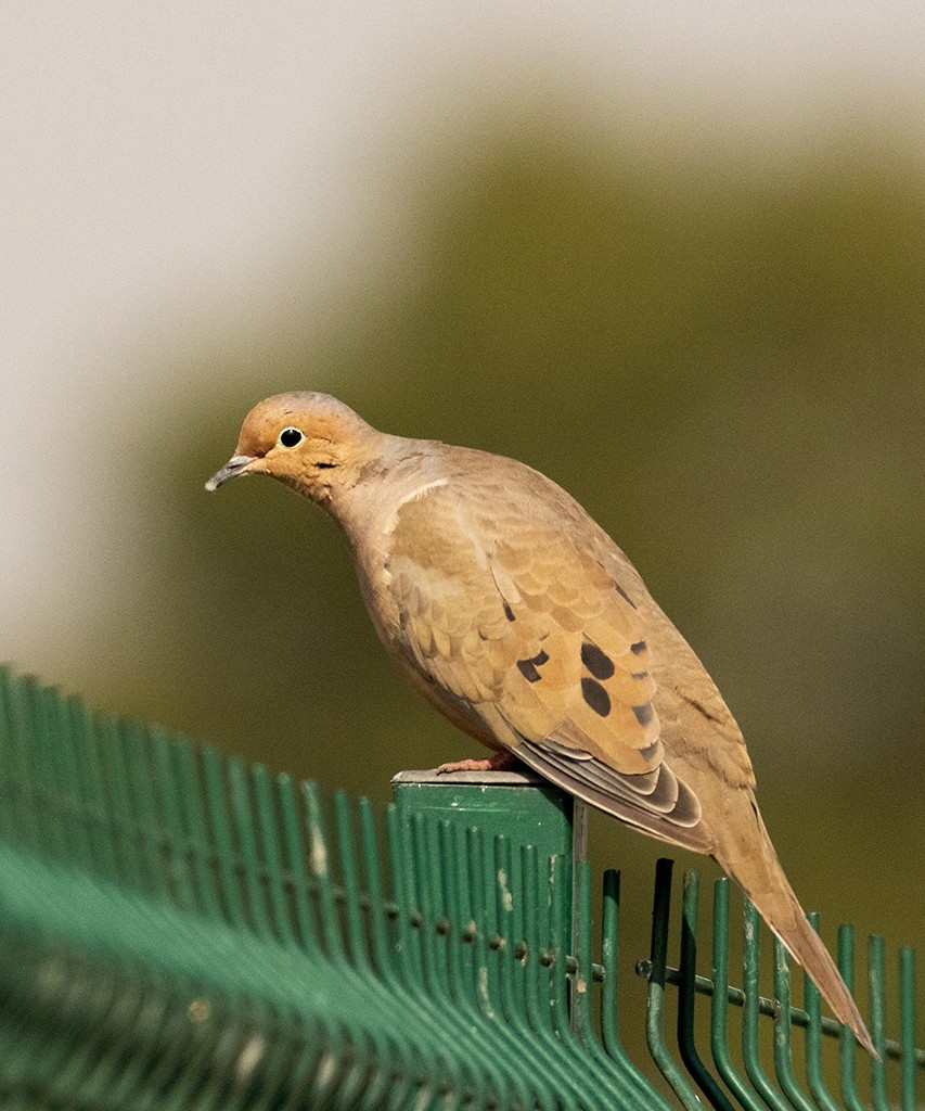 Mourning Dove - ML596130311