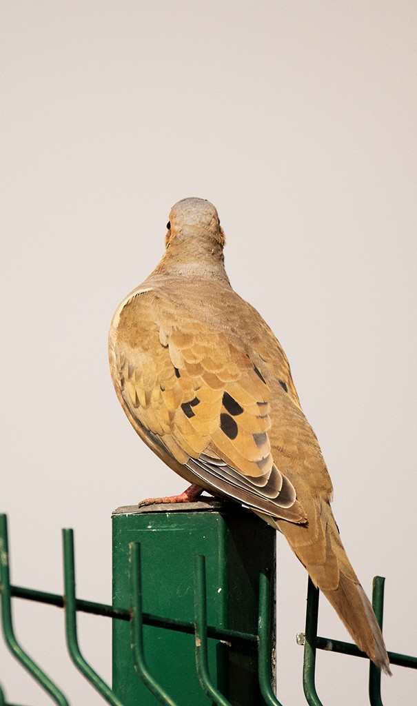 Mourning Dove - ML596130331