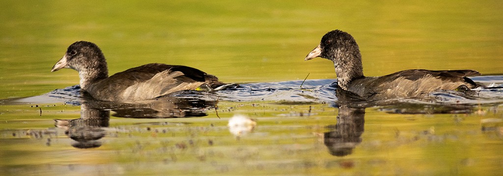 American Coot (Red-shielded) - ML596130361