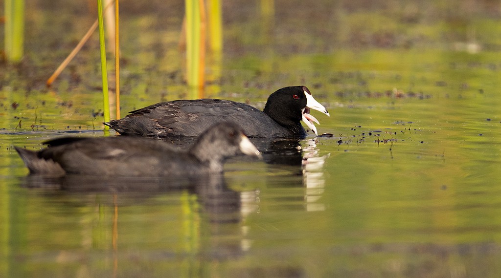 American Coot (Red-shielded) - manuel grosselet