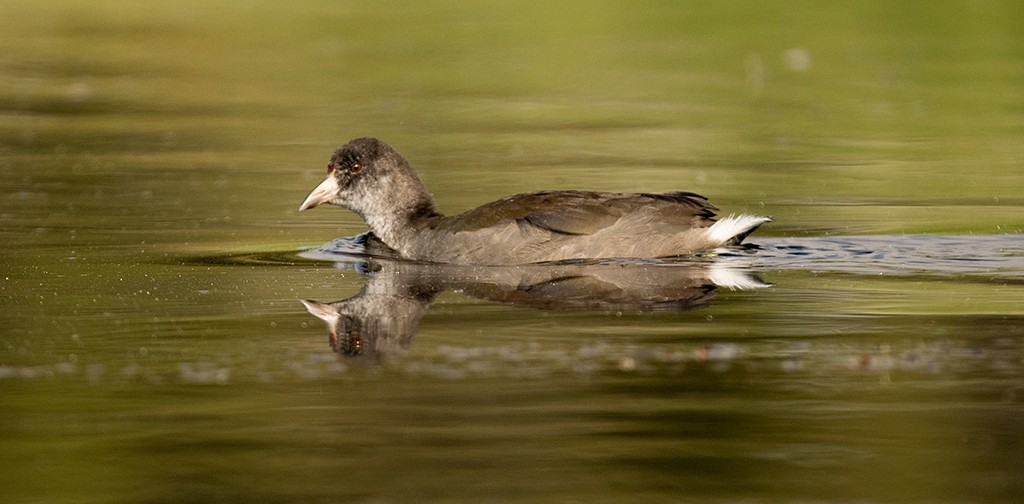 American Coot (Red-shielded) - ML596130381