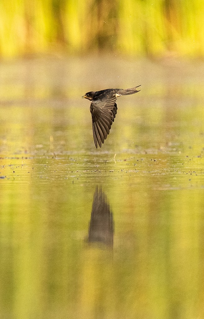 Barn Swallow (American) - ML596130441