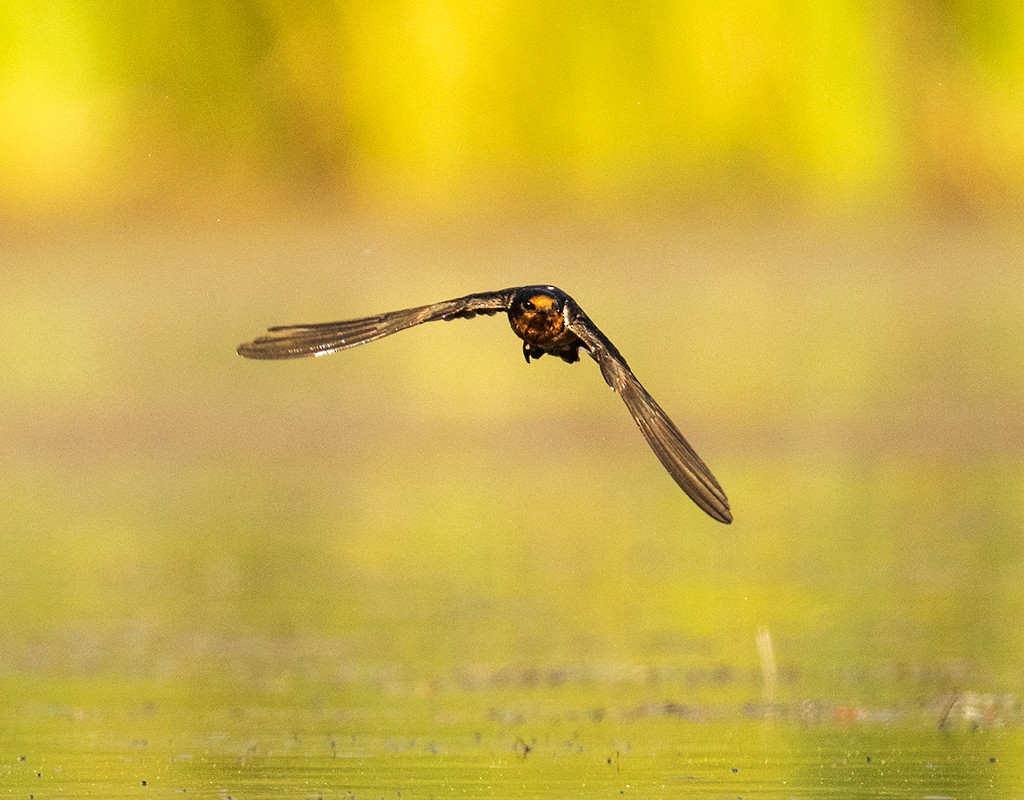 Barn Swallow (American) - ML596130451