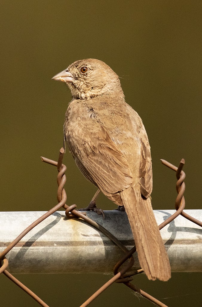 Canyon Towhee - ML596130481