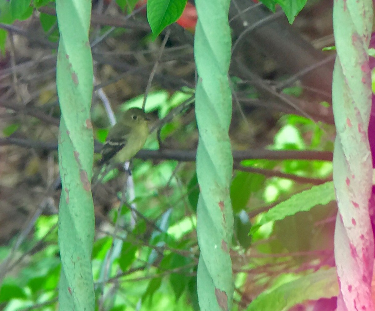 Yellow-bellied Flycatcher - ML59613081