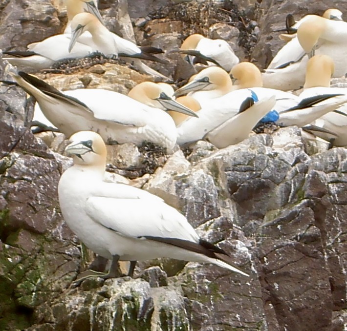 Northern Gannet - ML596130831