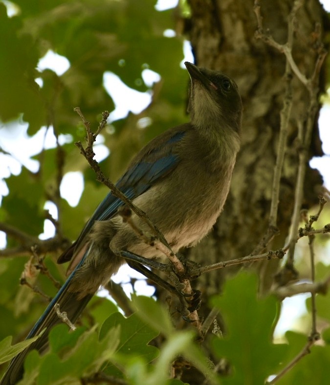 Woodhouse's Scrub-Jay - ML596131221