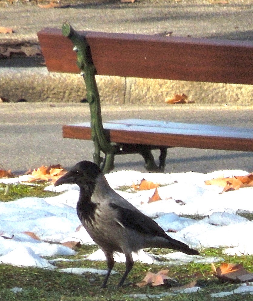 Bele txanoduna - ML596132271